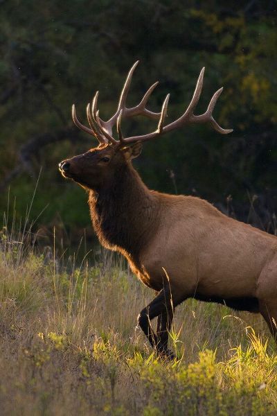 Bull Elk-last sunrays of the day